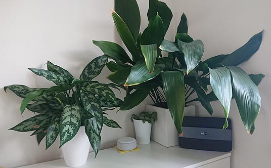 Aglaonema in a living room next to an Aspidistra plant