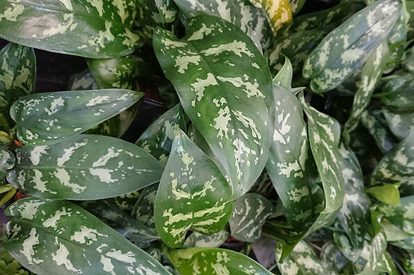 Photo showing the leaves of the Aglaonema Chinese Evergreen Maria