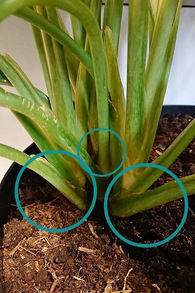 You can propagate Aglaonema by division