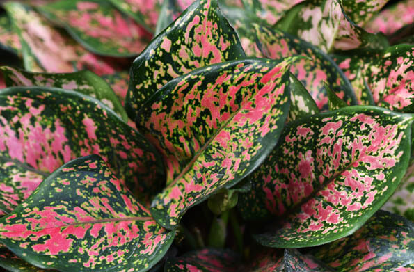 Aglaonema Chinese Evergreens Guide Our House Plants,What Is A Caper In Food