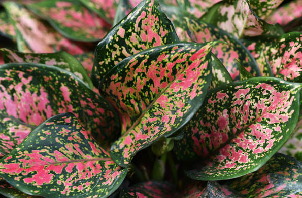 Photo showing the leaves of the Aglaonema Chinese Evergreen Red Ruby