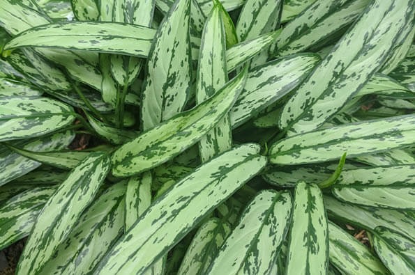 Photo showing the leaves of the Aglaonema Chinese Evergreen Silver Queen