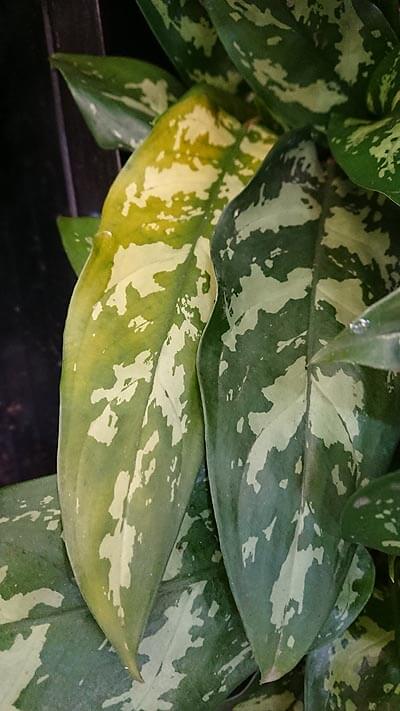 Aglaonema (Chinese Evergreen) with yellow leaves photo