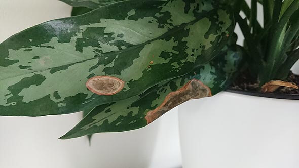 This Chinese Evergreen has brown spots caused by sun damage