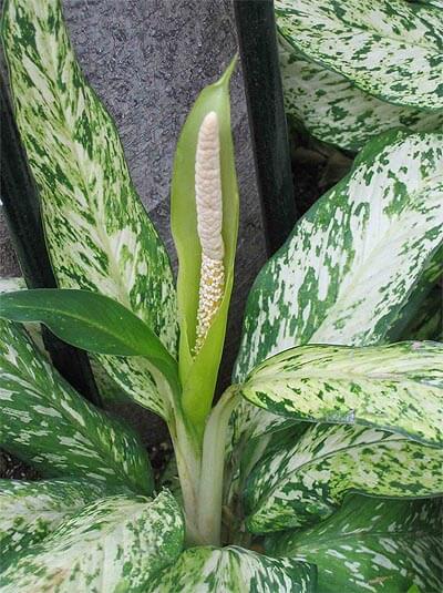 Chinese Evergreen flower