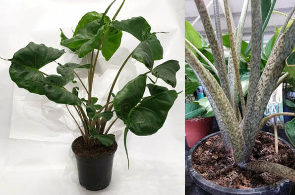 Photo showing the leaves and the stems of Alocasia Macrorrhiza Stingray