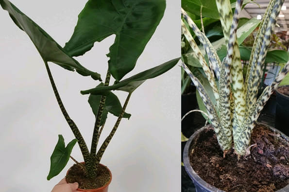 Photo showing the leaves and the stems of Alocasia Zebrina