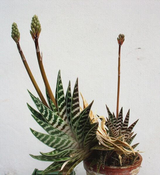 Aloe Variegata plant in flower