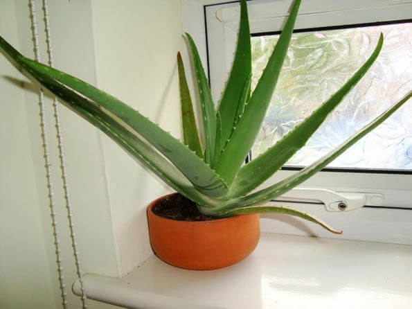 The Aloe Vera or Aloe Barbadensis houseplant growing in a bright sunny window
