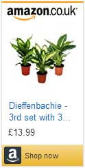 Dumb Cane plants for sale on Amazon.co.uk