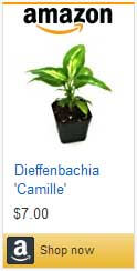 Dumb Cane plant for sale on Amazon.com