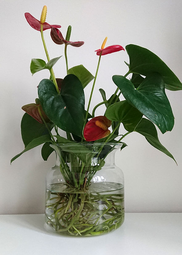 Anthurium-growing-in-water.jpg