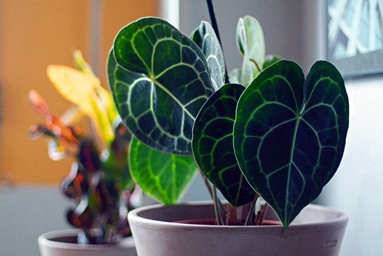 Anthurium clarinervium make excellent houseplants