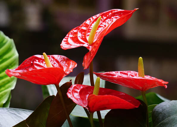 Flowering Anthurium houseplant