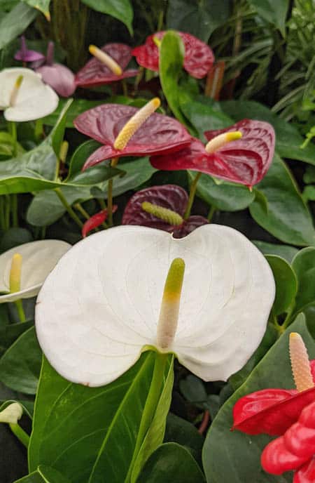 Anthurium Andreanum with white, red and maroon flowers