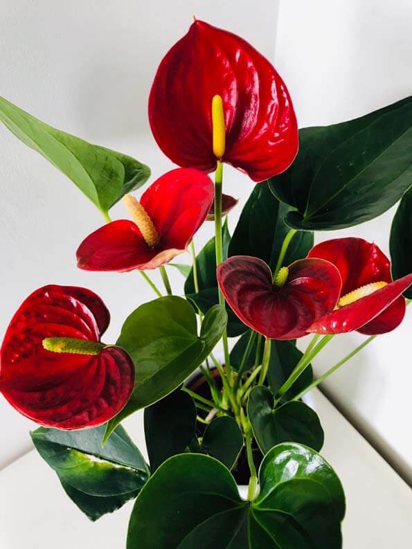 Anthurium Andreanum houseplant or the Painters Palette with red flowers