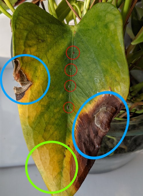 Anthurium leaf with several problems including yellow and brown leaves as well as visible scale insects