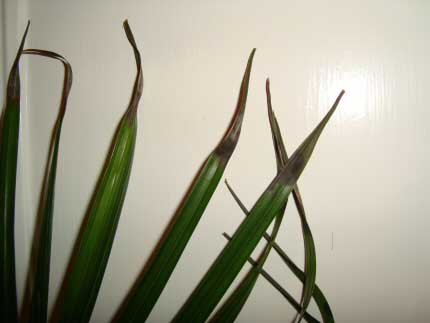Areca Palm showing black and brown damage on the leaf tips or ends