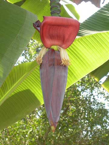 A banana plant flowering, rarely seen indoors