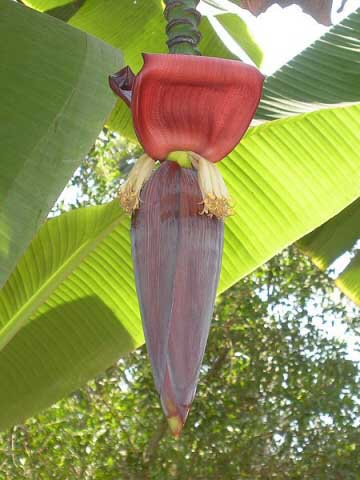 are banana plants poisonous to dogs