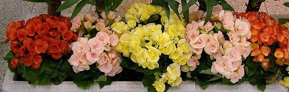 Cane Begonias being grown for a houseplant display