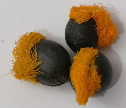 Bird of Paradise seeds with a tuff of orange hair