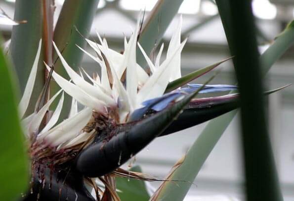 Strelitzia Nicolai flower