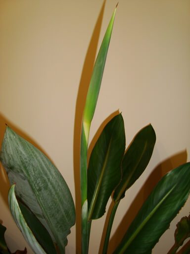 It's taken five years of good care but this Bird of Paradise is now finally about to flower