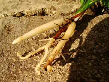 The Bird of Paradise has huge tap roots that can distort most plastic pots