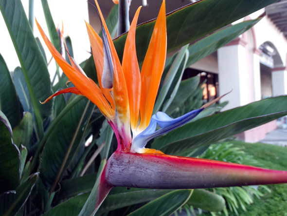 Bird of Paradise flower - Strelitzia Reginae - photo by Don Graham