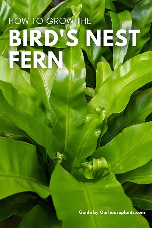 Close view of a birds nest fern's fronds