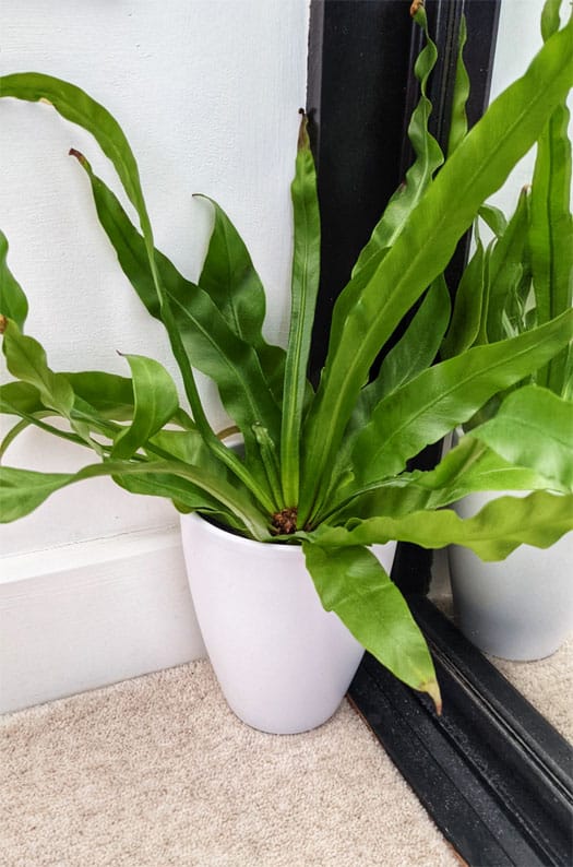 Bird's Nest Fern growing well in a cooler corner on a floor next to a mirror