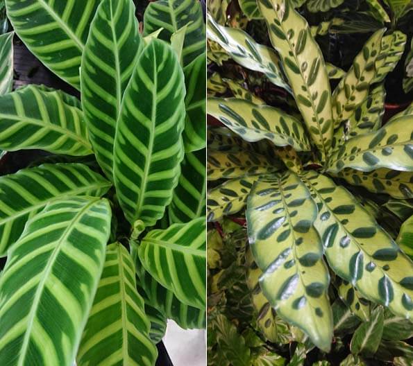 Photo showing the leaves of Calathea varieties C. zebrina and C. lancifolia