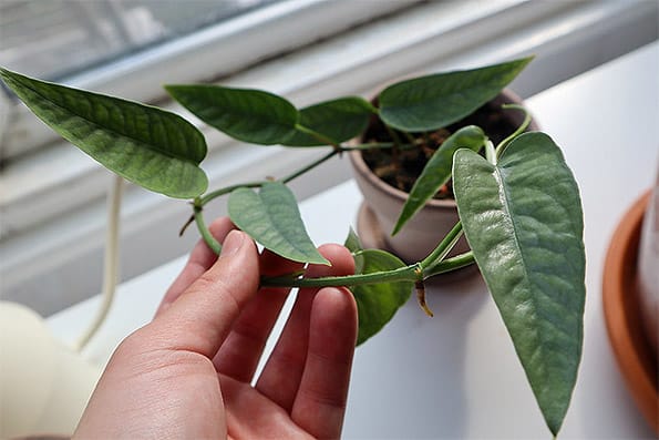 A young Cebu blue plant