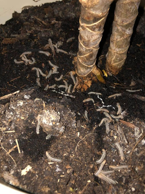 Large number of Centipedes and Millipedes on the soil surface of a houseplant