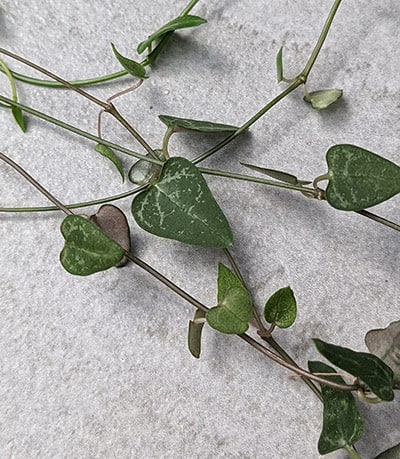 Leaves and stems of the Ceropegia woodii Mini Star