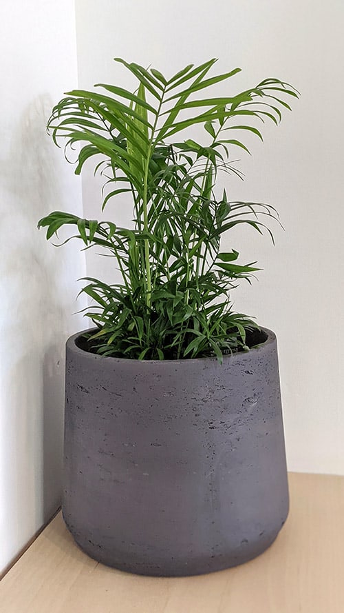 Plant growing in a concrete planter
