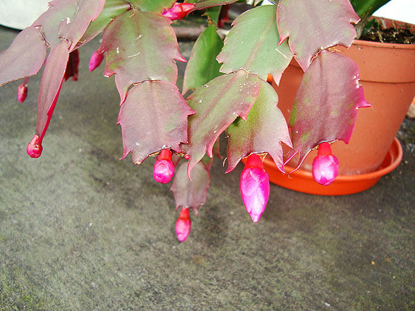 After a few months outside flower buds are starting to grow on the ends of the new growth