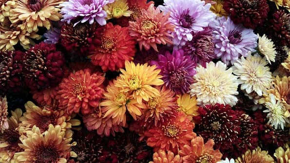 Chrysanthemum blooms come in many different colours as well as varied shapes which is clearly shown in this photo by saifullah