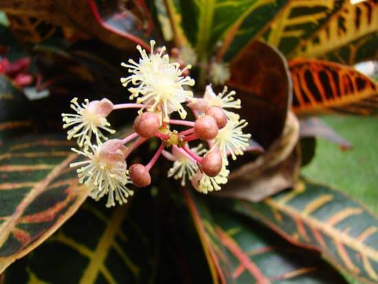 Photo showing the Josephs Coat plant in flower