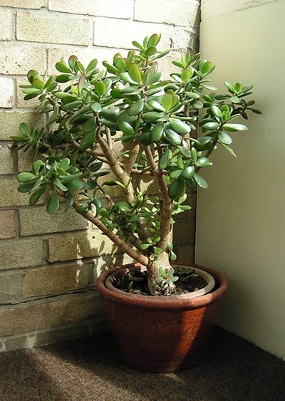 Medium sized Jade Plant on a carpet up against a rustic brick wall