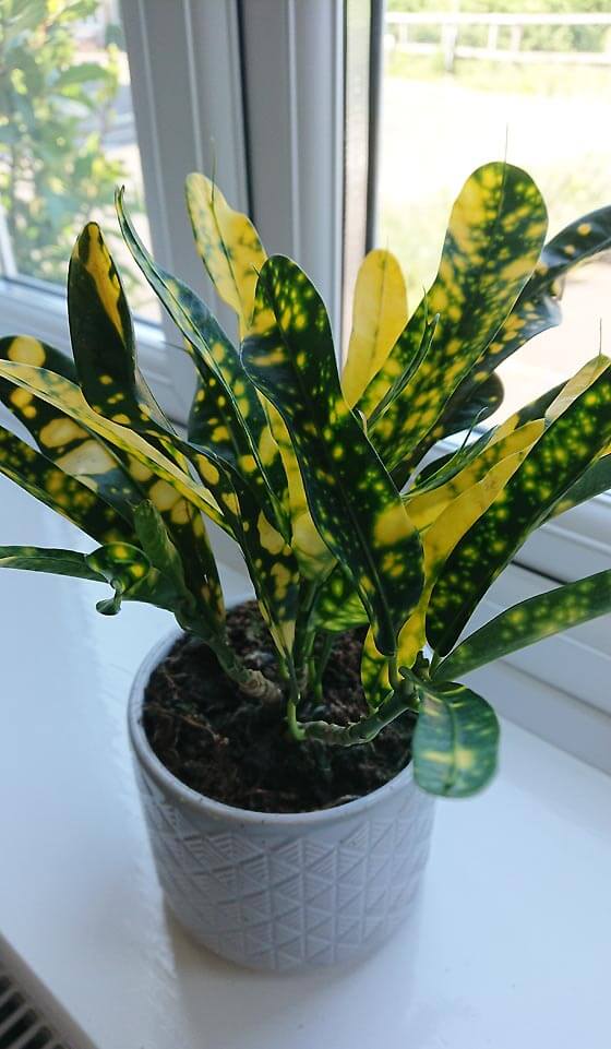Yellow and green Croton houseplant growing in a plant pot in front of a window