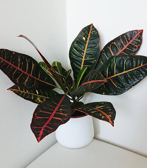 A Croton with yellow, green, red and yellow leaf markings
