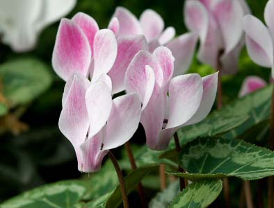 Cyclamen with white and pink flowers by JJ Harrison