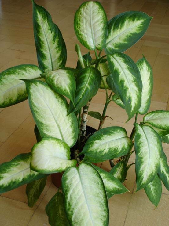 Image of Dumb cane houseplant