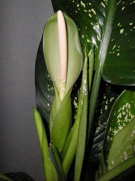 The Dumb Cane doesn't flower very often indoors and even when it does they aren't overly impressive