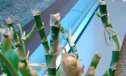 A Dumb Cane that has been cut back to encourage new growth