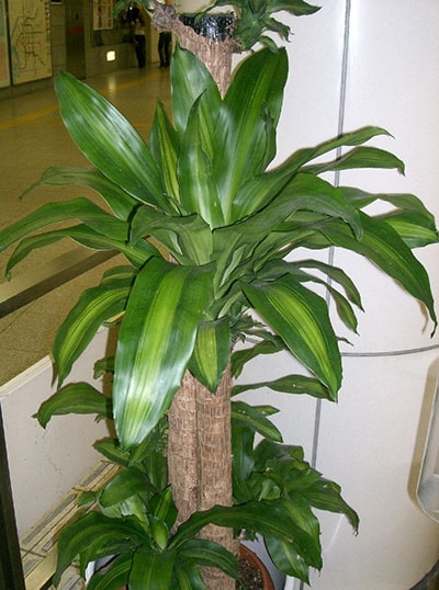 Dracaena fragrans or the Corn Plant standing in a corner