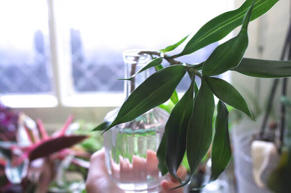 A Dracaena cutting rooting in a vase of water