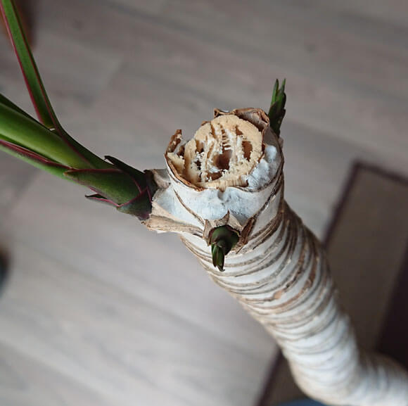 New leaf buds forming from a seemingly dead stem